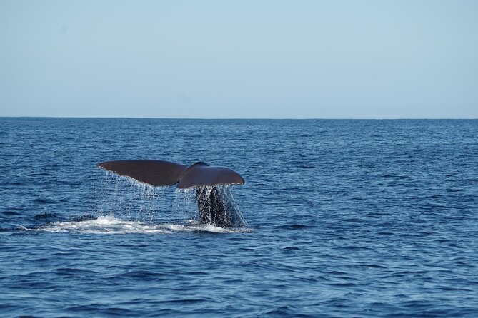 Whale & Dolphin Watching Trincomalee - Who will enjoy this boat trip most?