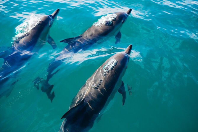Whale & Dolphin Watching Trincomalee - Blue whales, sperm whales, and east coast wildlife