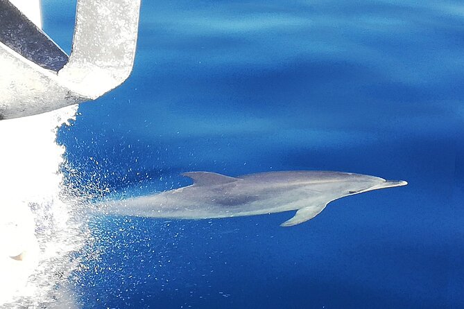 Whale & Dolphin Watching With Mustcat Virgin Coast Trip On a Large Catamaran - A whale-watching trip with a relaxed second act
