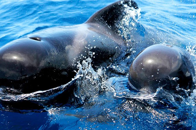 Whale & Dolphin Watching With Mustcat Virgin Coast Trip On a Large Catamaran - What the crew adds to the outing
