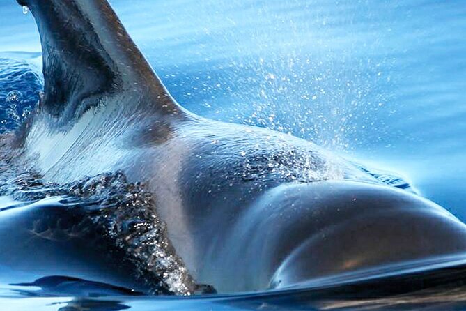 Whale & Dolphin Watching With Mustcat Virgin Coast Trip On a Large Catamaran - Food, drinks, and the real value of $58.17