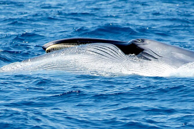 Whale & Dolphin Watching With Mustcat Virgin Coast Trip On a Large Catamaran - Who will enjoy this catamaran trip most