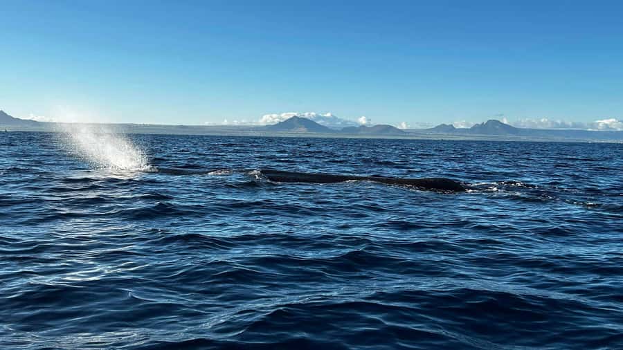 Whale & Dolphins Swimming - Private Speedboat Exclusive Tour - What the Four Hours Are Meant to Deliver