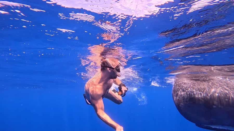 Whale & Dolphins Swimming - Private Speedboat Exclusive Tour - Reef Snorkeling as the Backup and Bonus