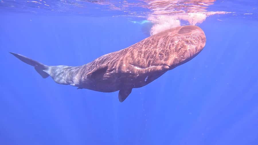 Whale & Dolphins Swimming - Private Speedboat Exclusive Tour - Is $778 a Fair Price?