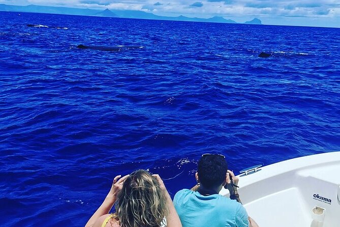 Whale Dream ltd - Whales watching and swim with dolphins - A 6am start from Rivière Noire
