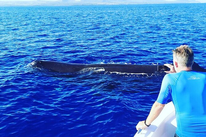 Whale Dream ltd - Whales watching and swim with dolphins - A calm-water snorkeling stop