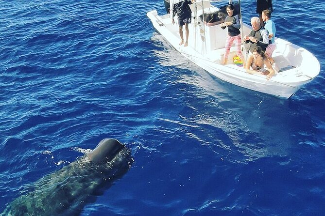 Whale Dream ltd - Whales watching and swim with dolphins - What is included on the boat