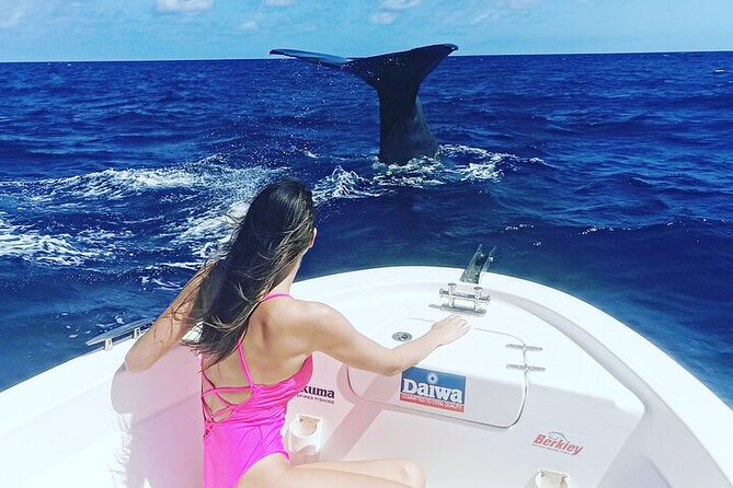 Whale Dream ltd - Whales watching and swim with dolphins - The ethics of the experience