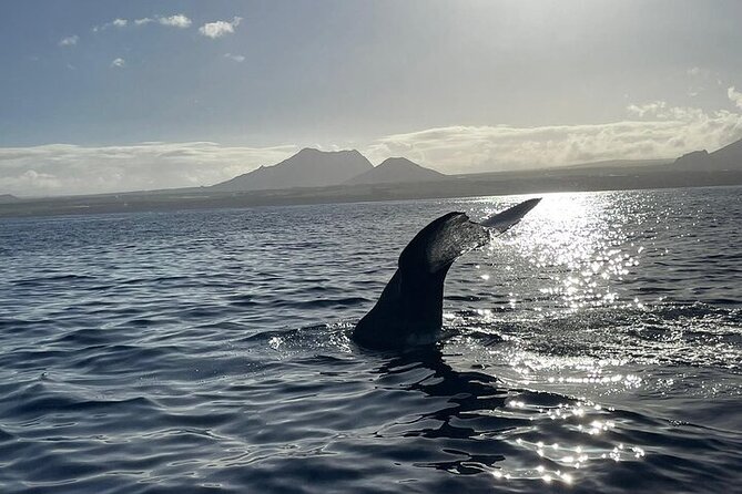 Whale Dream ltd - Whales watching and swim with dolphins - Who will get the best value