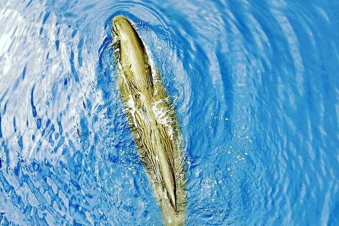Whale Dream ltd - Whales watching and swim with dolphins - Listening for whales with a hydrophone