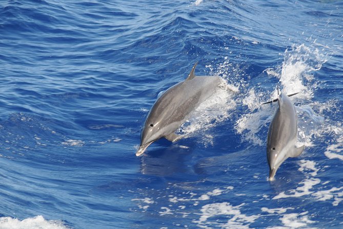 Whale Watching and Dolphin Spotting Cruise - Setting out from Choc at 8:00 a.m.