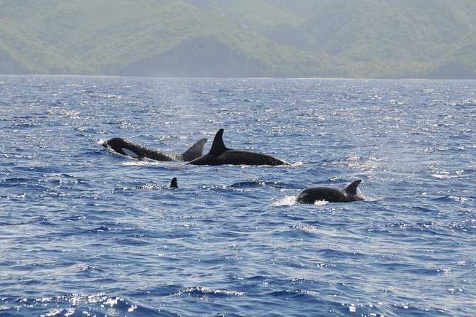 Whale Watching and Dolphin Spotting Cruise - A boat ride with real highs and quiet stretches