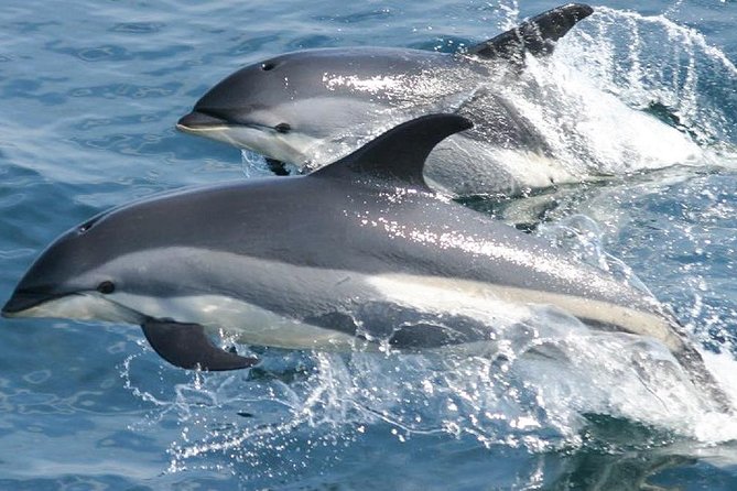 Whale Watching and Dolphin Spotting Cruise - Drinks, music, and what to bring