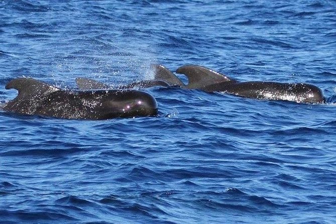 Whale Watching and Dolphin Spotting Cruise - Booking timing, cancellation, and practical details