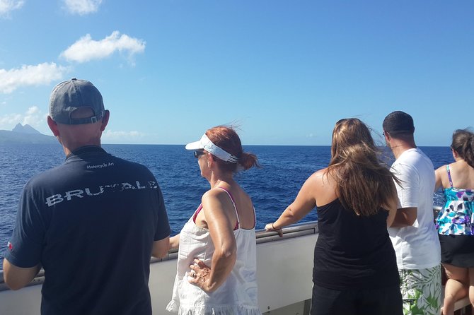 Whale Watching and Dolphin Spotting Cruise - What you might see in St Lucia’s waters
