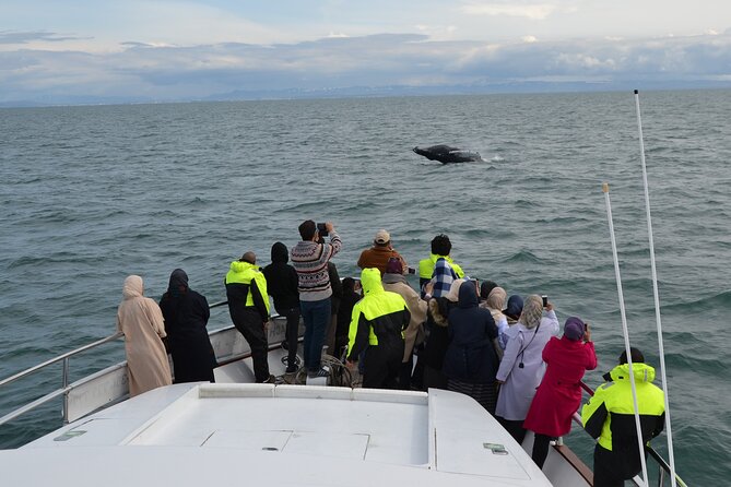 Whale Watching & Dolphin Yacht Cruise - What the three-hour route feels like