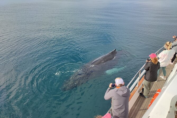 Whale Watching & Dolphin Yacht Cruise - How crowded does a maximum of 95 people feel?