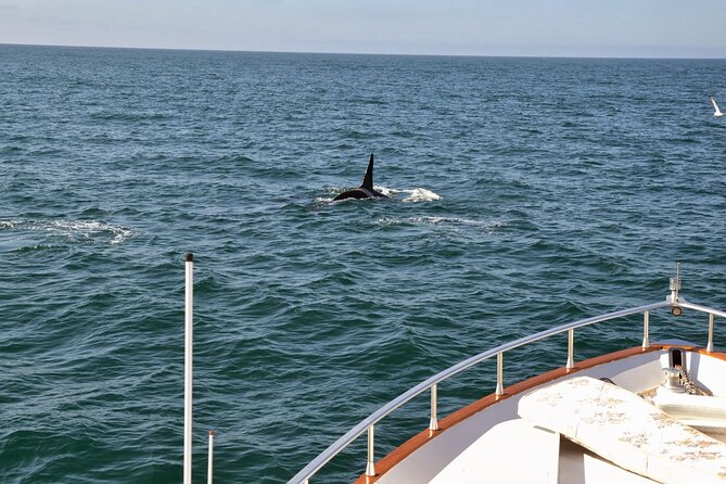 Whale Watching & Dolphin Yacht Cruise - The guide and the value of the commentary