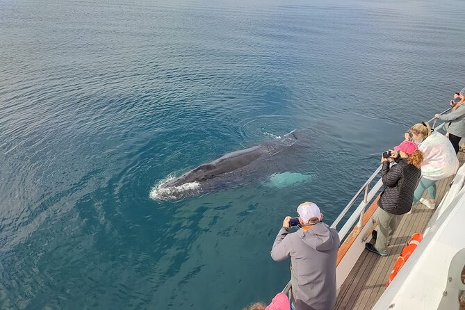 Whale Watching & Dolphin Yacht Cruise - Booking, timing, and who will enjoy it most