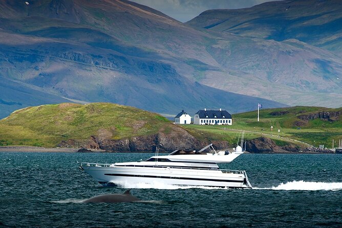 Whale Watching & Dolphin Yacht Cruise - Should you book the Harpa Yachts cruise?
