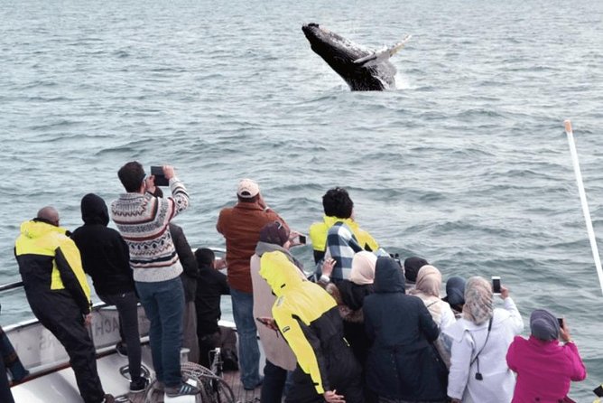 Whale Watching & Dolphin Yacht Cruise - The animals you might see in Faxafloi Bay