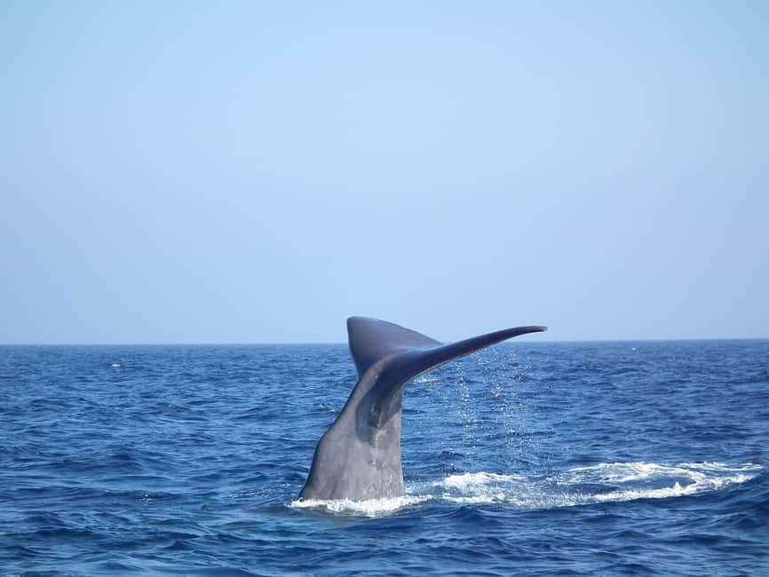 Whale-Watching, Dolphins & Whales from Bandol - Leaving Bandol for a Day on Open Water