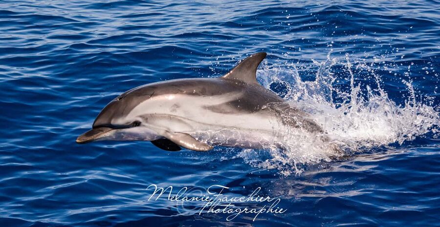Whale-Watching, Dolphins & Whales from Bandol - Searching for Dolphins, Whales, and Sperm Whales