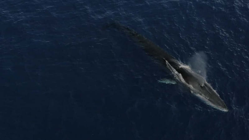 Whale-Watching, Dolphins & Whales from Bandol - A Naturalist-Led Look at the Mediterranean