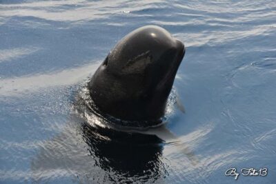 Whale-Watching, Dolphins & Whales from Bandol