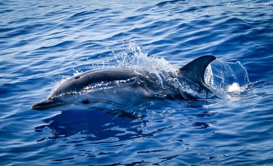 Whale-Watching, Dolphins & Whales from Bandol - Accessibility, Language, and Practical Fit