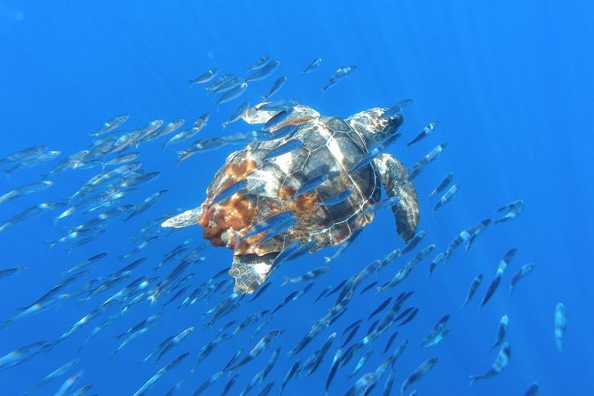 Whale Watching Tour + Vila Franca Islet: Full-day with lunch - How much time will you really spend in each part?