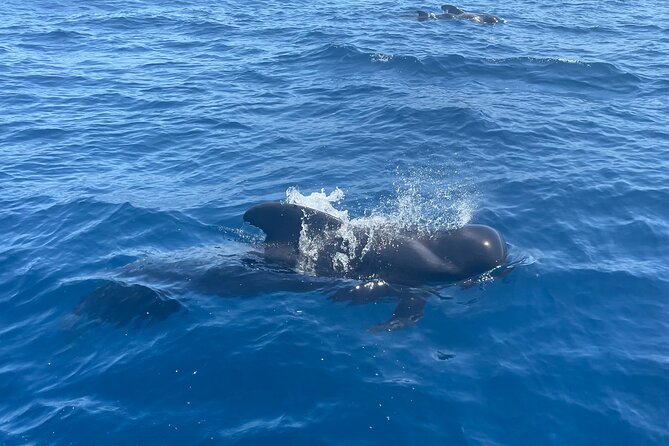 Whales and Dolphins excursion on a Luxury Yacht in Canary Islands - Price and value at $104.01