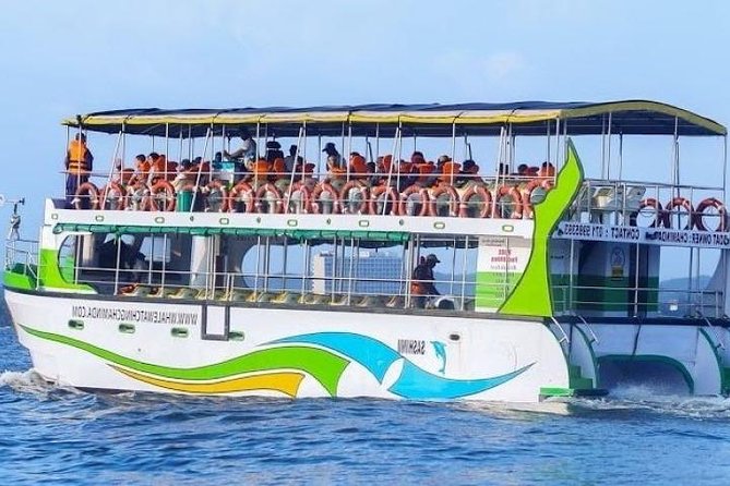 Whales and Dolphins Watching-Luxury Super Grade Cruiser(Hotel Pick up offered) - Blue whales, fin whales, and the wildlife list