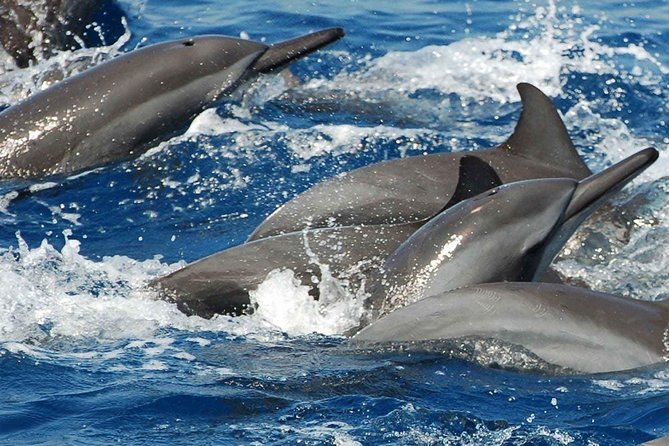 Whales and Dolphins Watching Mirissa - Walking through Galle Dutch Fort