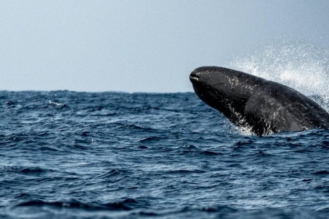 Whales and Dolphins Watching Mirissa - What the driver-guide adds