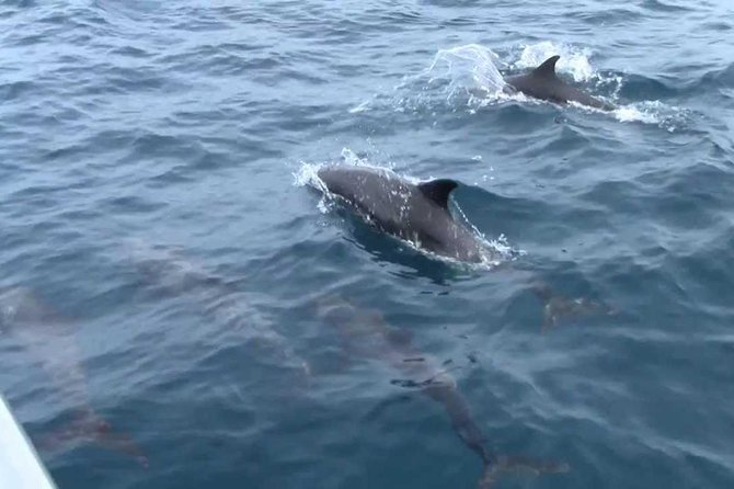 Whales and Dolphins Watching Mirissa - Comfort, weather, and family suitability