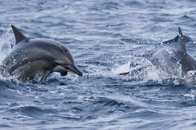 Whales and Dolphins Watching Mirissa - Who should book this experience?