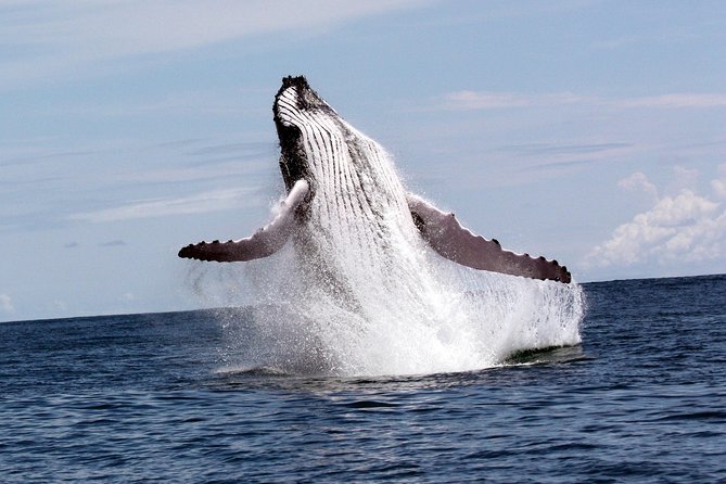 Whales and Dolphins watching Tour From Uvita - What makes this Uvita boat trip worth considering