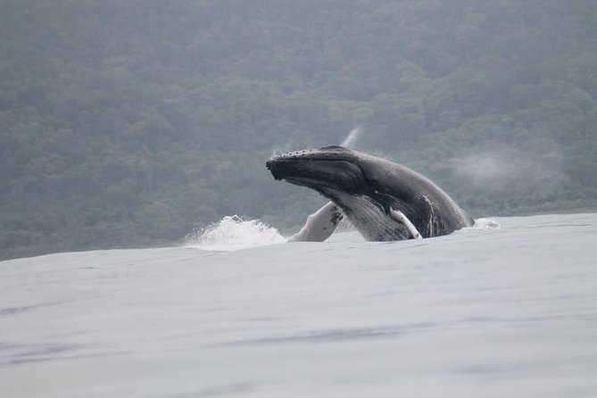 Whales and Dolphins watching Tour From Uvita - Starting from Uvita’s whale-tail coast