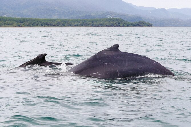 Whales and Dolphins watching Tour From Uvita - Caves, rock formations, and the beach stop