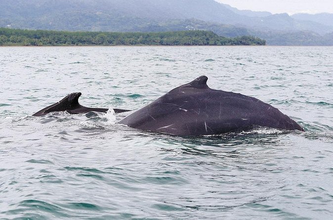Whales and Dolphins watching Tour From Uvita - Snorkeling depends on clear water