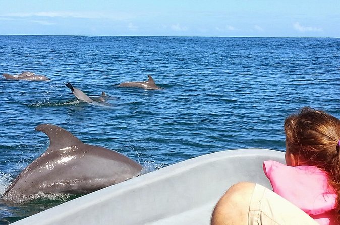 Whales and Dolphins watching Tour From Uvita - What the $89 price includes
