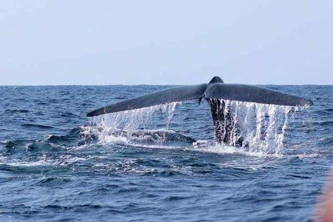 Whales & Dolphin Watching Day Tour including Handunugoda Teafactory - Why this Bentota day trip makes sense