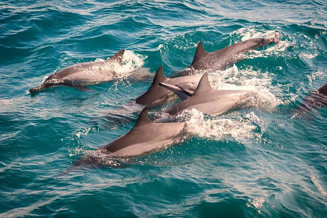 Whales & Dolphin Watching Day Tour including Handunugoda Teafactory - Mirissa’s four-hour search for whales and dolphins