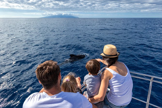Whales & Dolphins watching in exclusive sailboat - Key points to know before you book