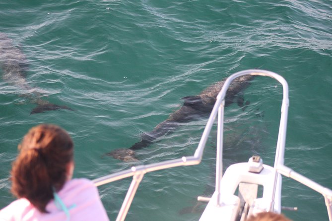 Wild Dolphin Encounter in Puerto Vallarta - Meeting at Marina Vallarta at 9:00 am