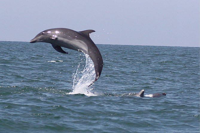 Wild Dolphin Encounter in Puerto Vallarta - The nearby swim and its limits