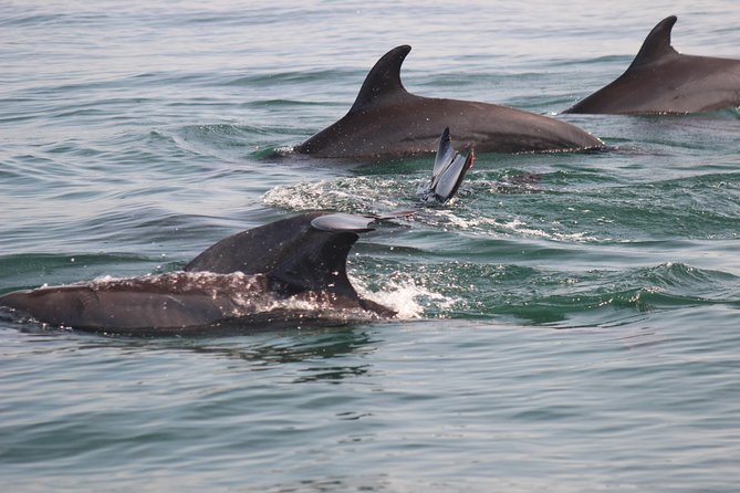 Wild Dolphin Encounter in Puerto Vallarta - Why the small group changes the experience