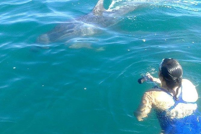 Wild Dolphin Encounter in Puerto Vallarta - Lunch, drinks, and snorkeling gear included